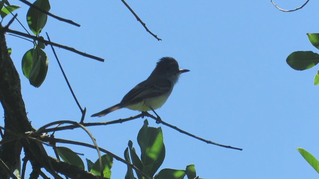 Short-crested Flycatcher - ML388655621