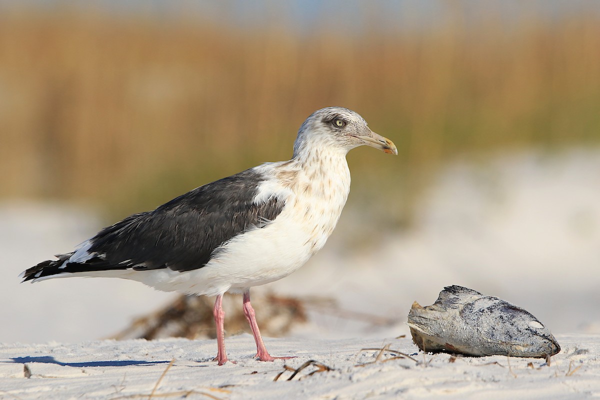 Slaty-backed Gull - Larus schistisagus - Media Search - Macaulay ...