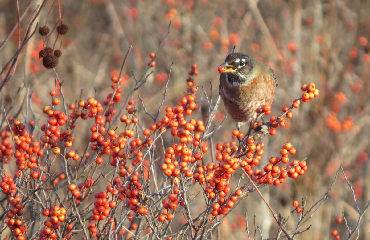 American Robin - Jerry Smith