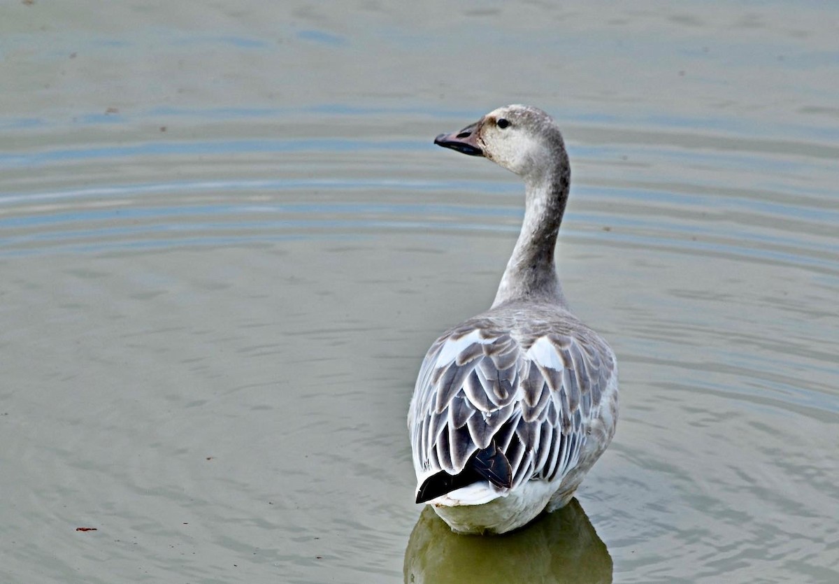 Snow Goose - ML388658391