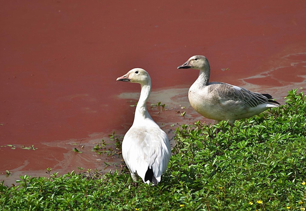 Snow Goose - ML388658441