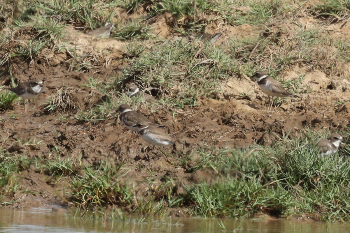 Semipalmated Plover - Ian Thompson