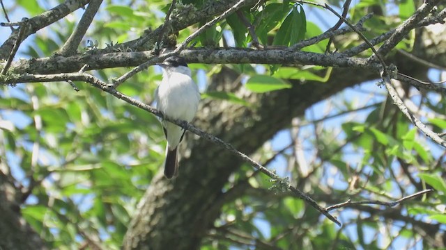 White-naped Xenopsaris - ML388658741