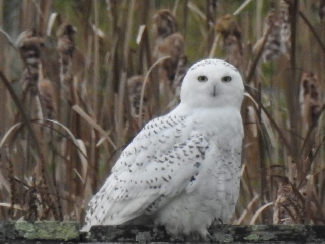 Snowy Owl - linda kleinhenz
