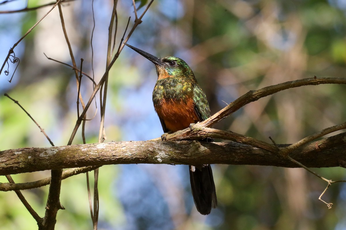 Green-tailed Jacamar - ML388659941