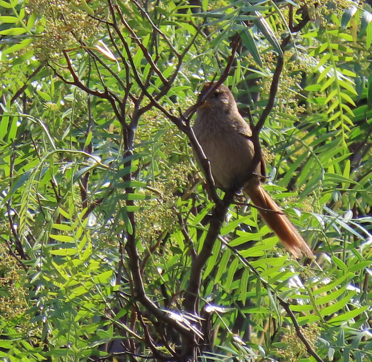 Rusty-fronted Canastero - ML388660531