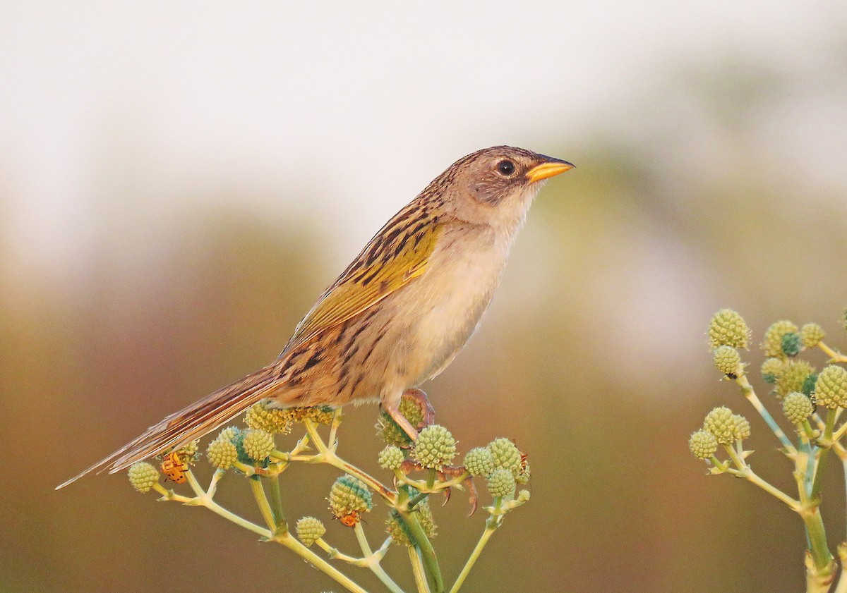 Lesser Grass-Finch - Adrian Antunez