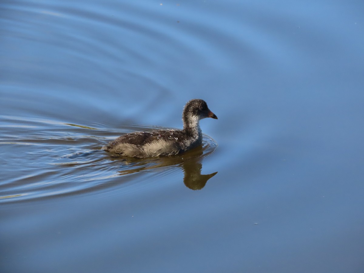 Eurasian Coot - Sandra Henderson