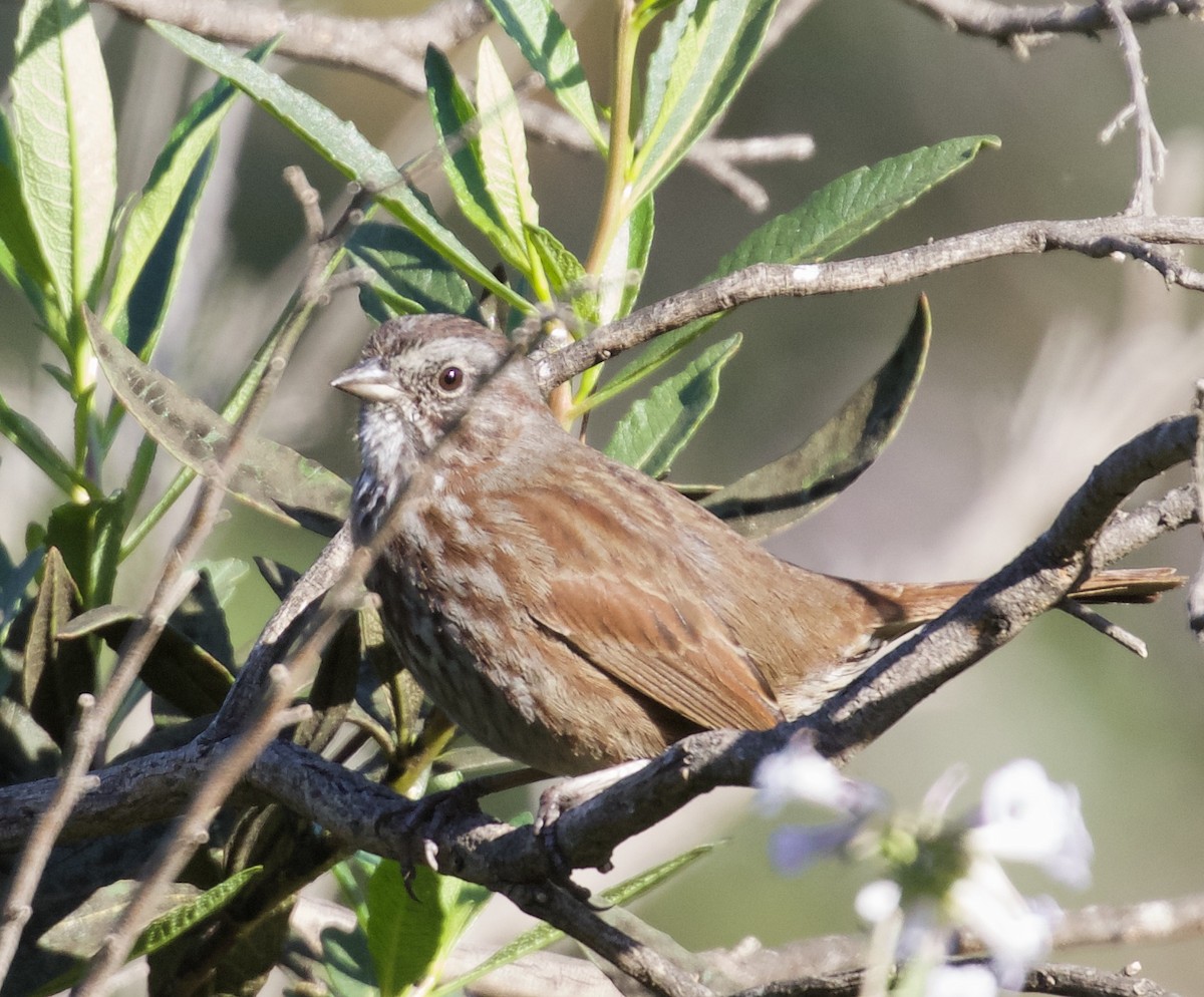 Song Sparrow (rufina Group) - Brooke Miller