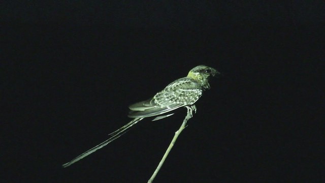 Scissor-tailed Nightjar - ML388662251