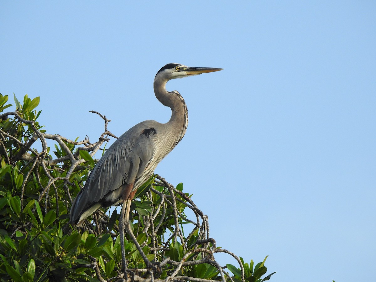 Great Blue Heron - ML388662471