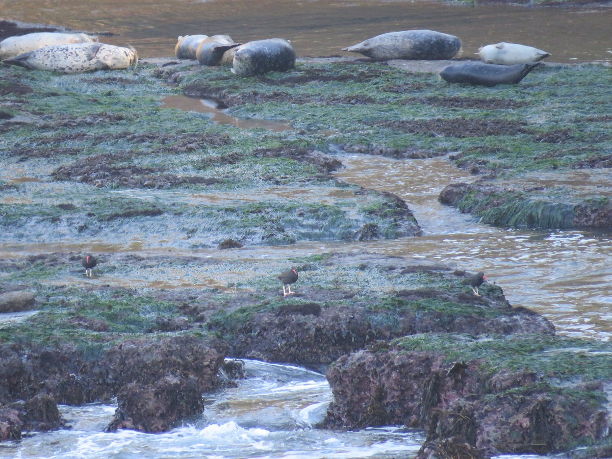 Black Oystercatcher - Pam Otley