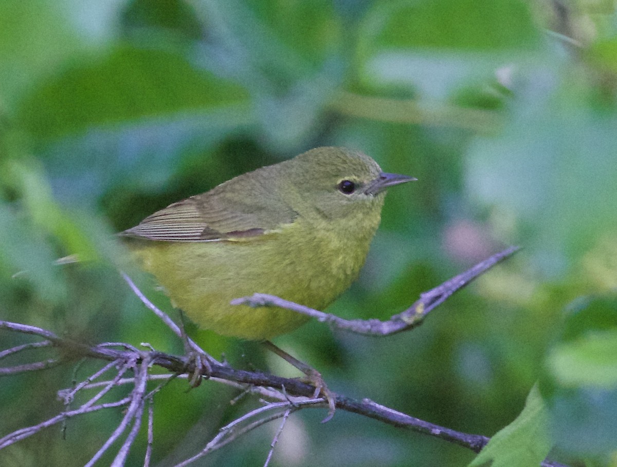 Orange-crowned Warbler - ML38866291