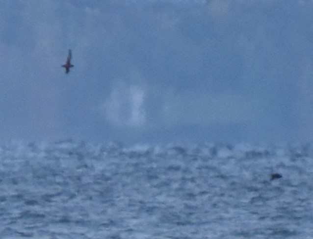 Short-tailed Shearwater - Jason Vassallo