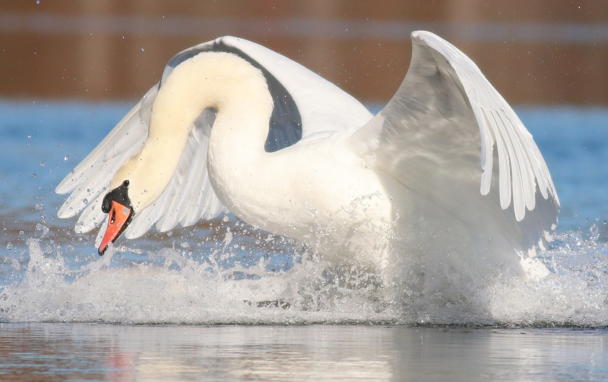 Cygne tuberculé - ML388664521