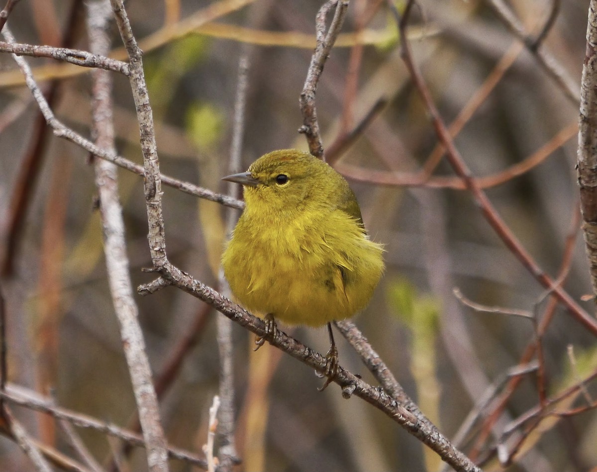 Orange-crowned Warbler - David Diller