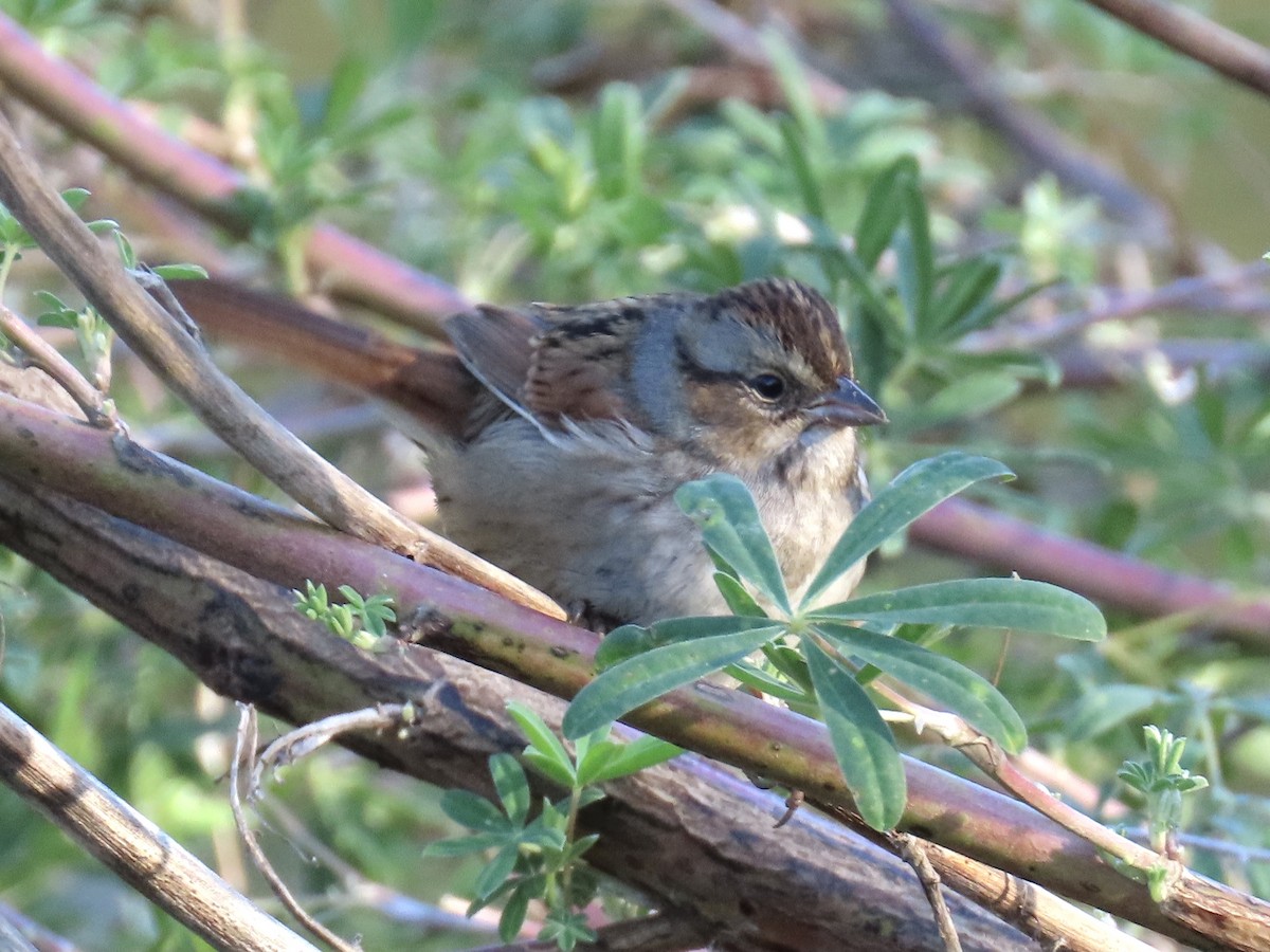 Swamp Sparrow - ML388665291