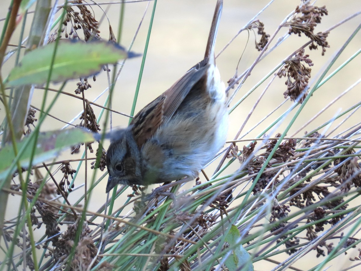 Swamp Sparrow - ML388665691
