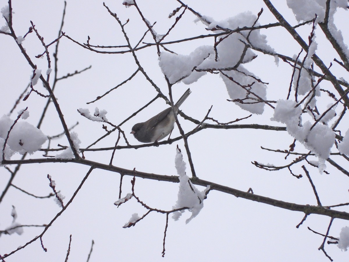 Dark-eyed Junco - ML388668791