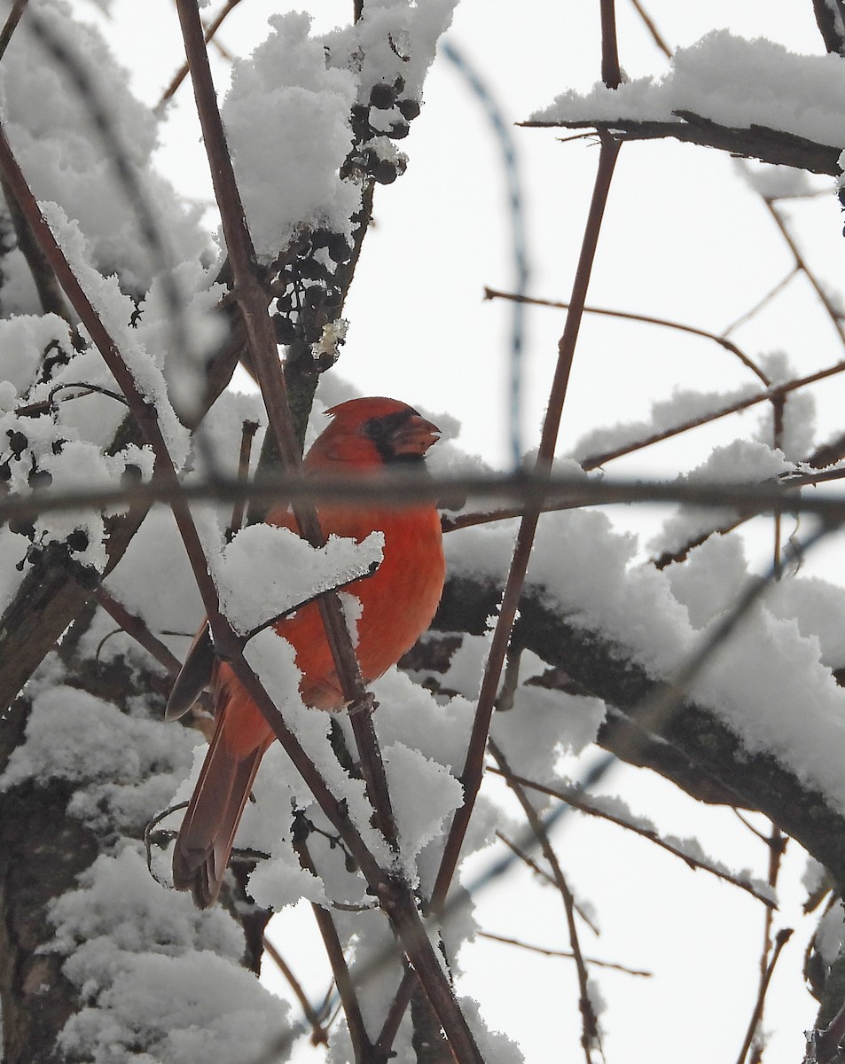 Northern Cardinal - Norman Pillsbury