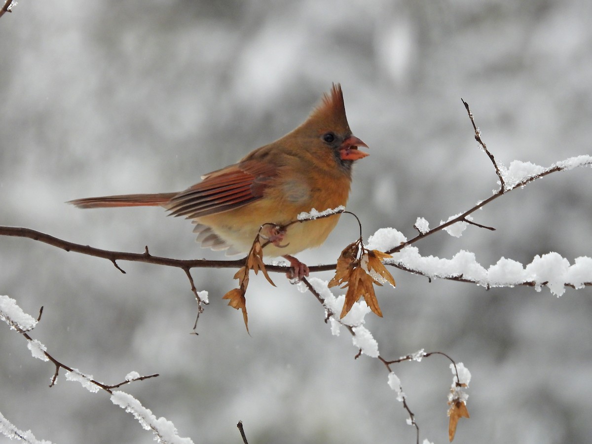 Cardinal rouge - ML388668901