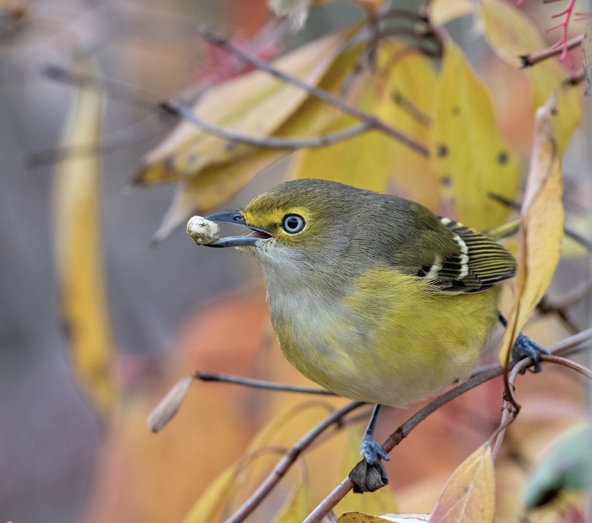 White-eyed Vireo - ML388669281
