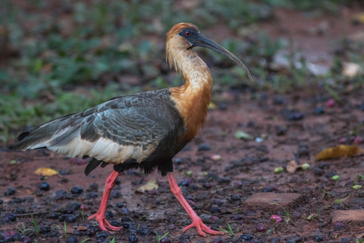 ibis bělokřídlý - ML388670361