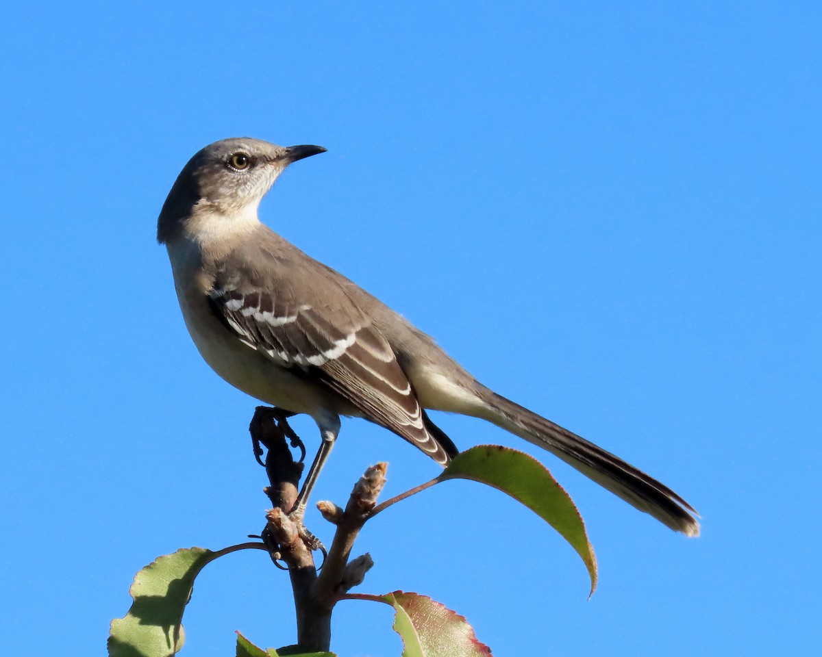 Northern Mockingbird - ML388672931