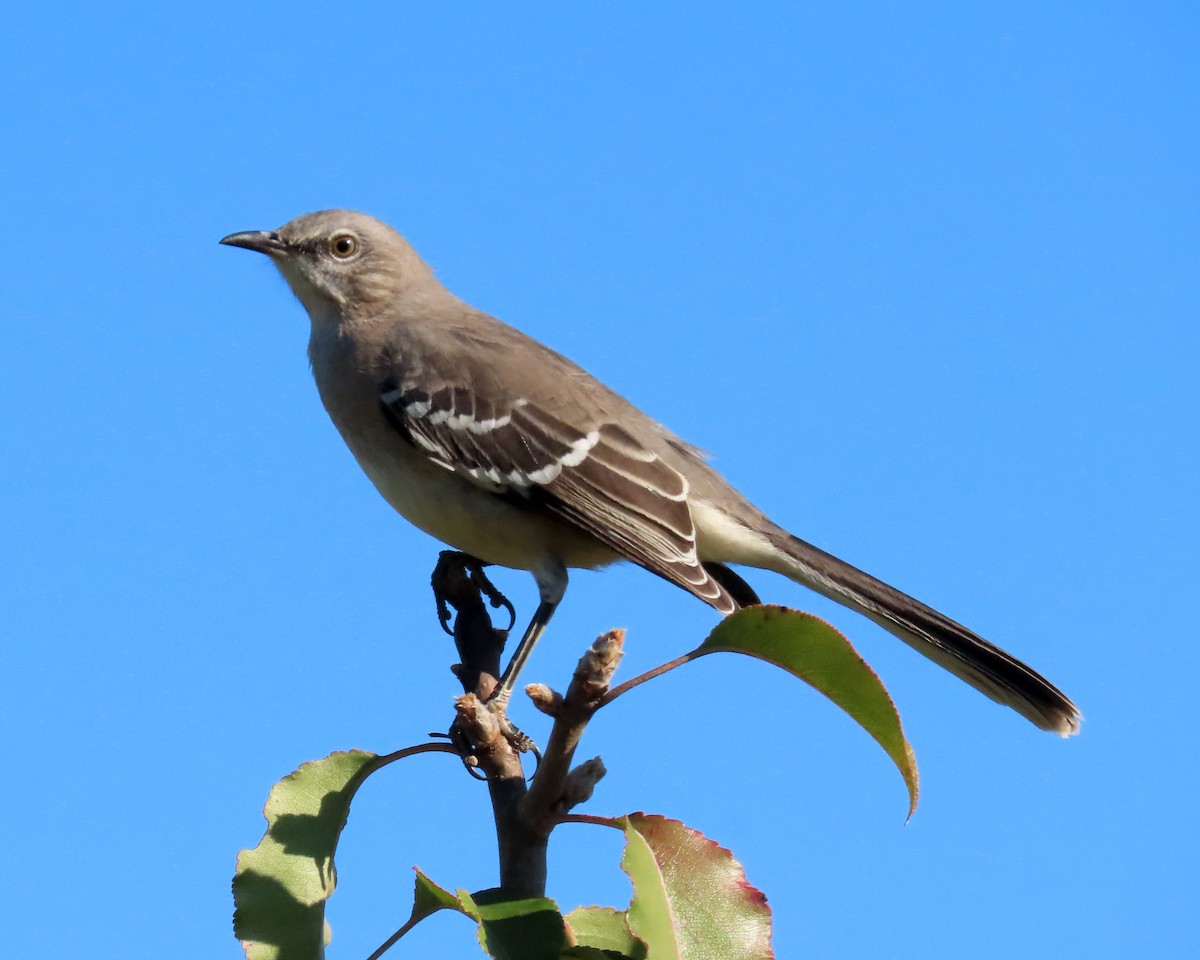 Northern Mockingbird - ML388672941