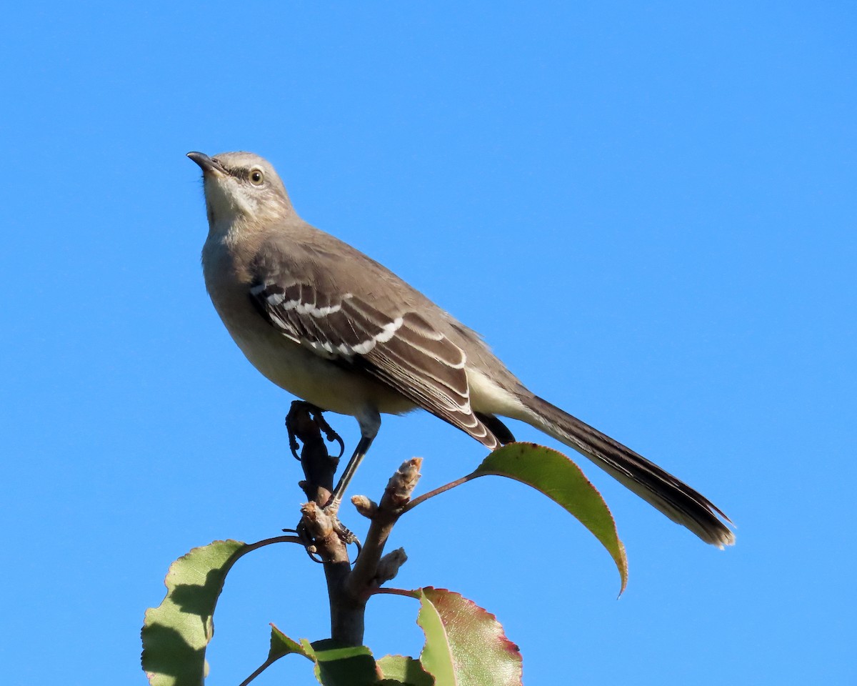 Northern Mockingbird - ML388672951