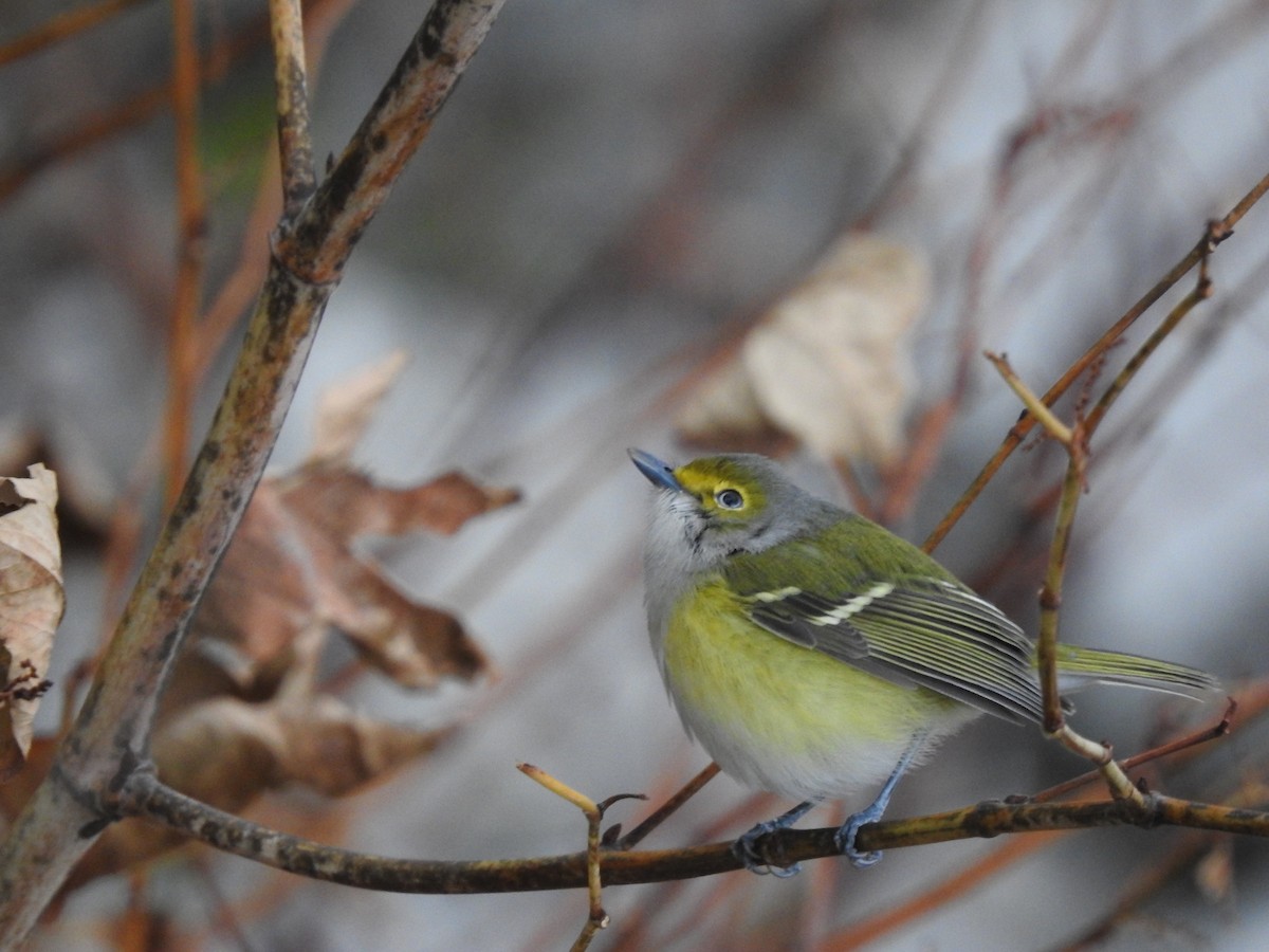 Ak Gözlü Vireo - ML388674461