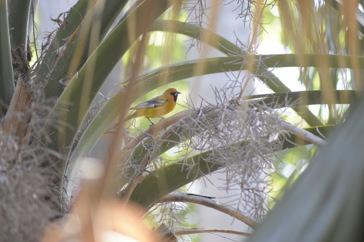 Streak-backed Oriole - Jovani León