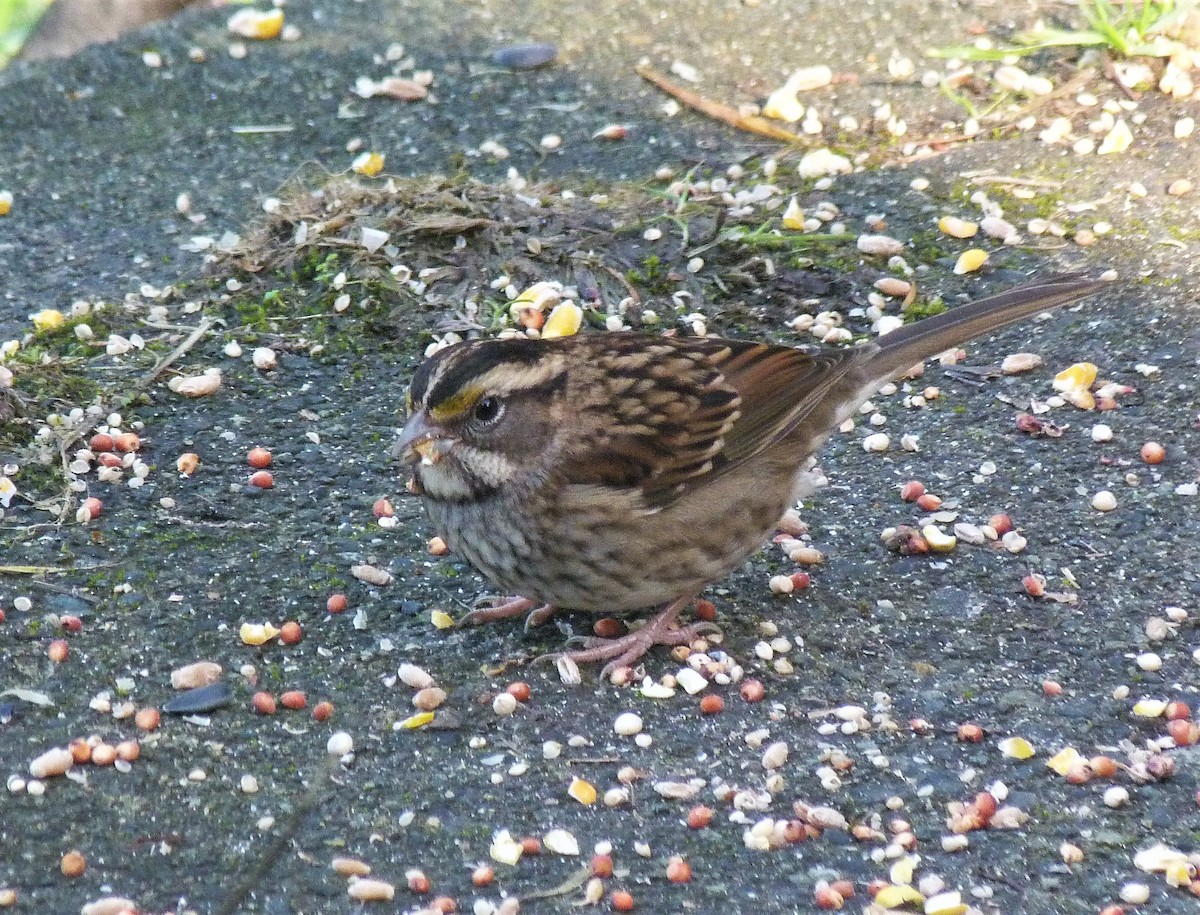 White-throated Sparrow - ML388675981