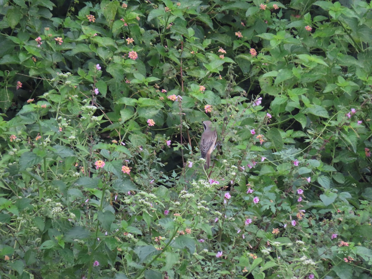 Brown Shrike - ML388675991