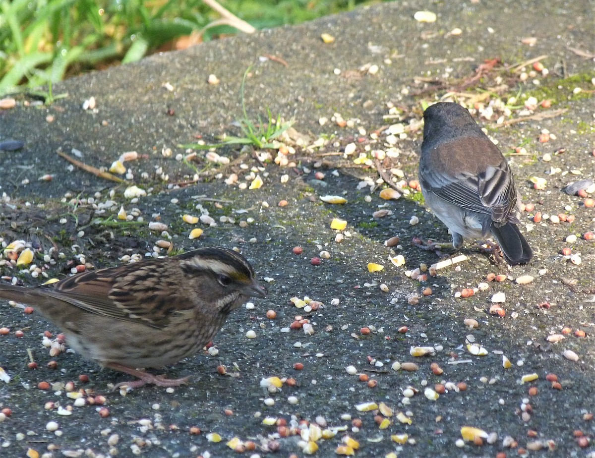 White-throated Sparrow - ML388676011