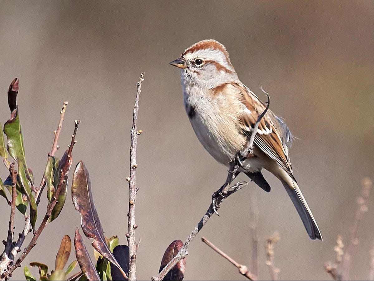 American Tree Sparrow - ML388676231