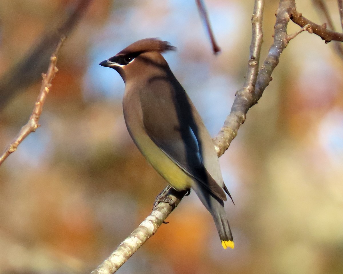 Cedar Waxwing - ML388676801