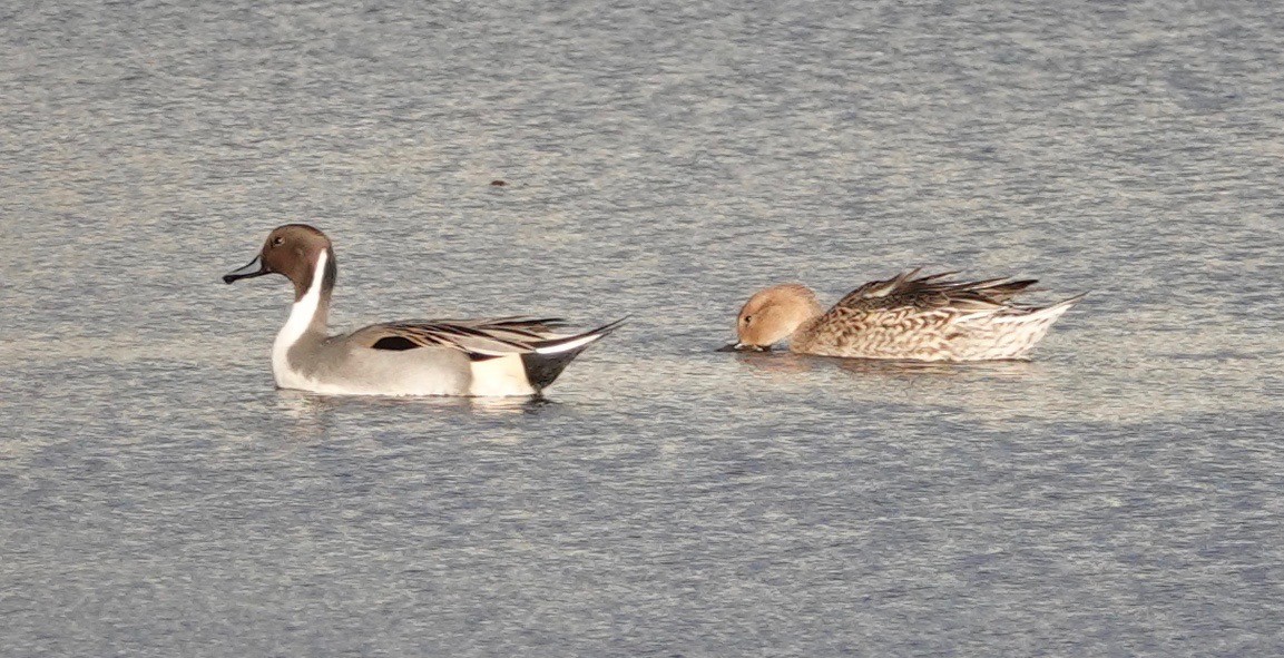 Northern Pintail - Dianne Annunziata