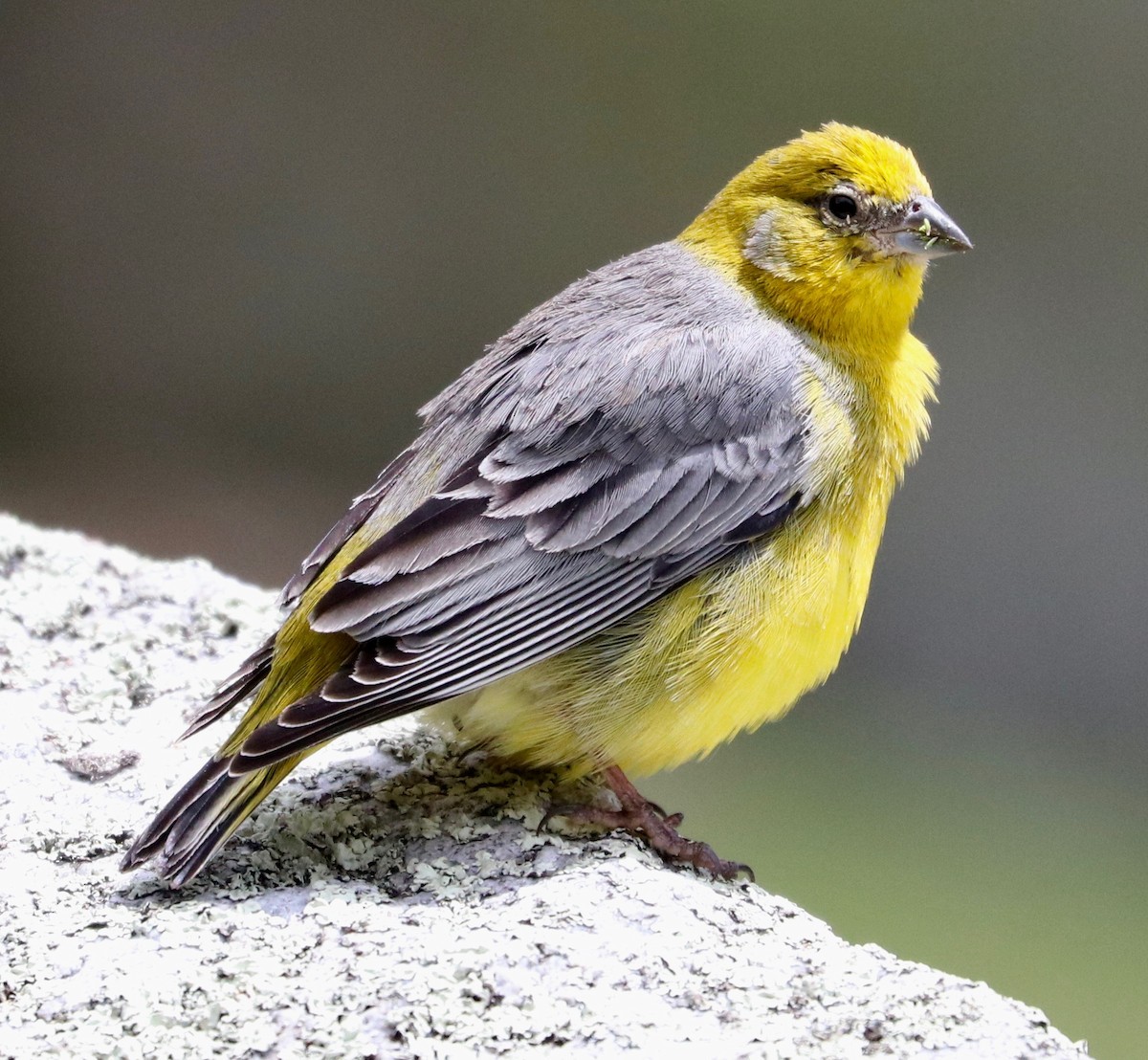 Bright-rumped Yellow-Finch - ML388677571