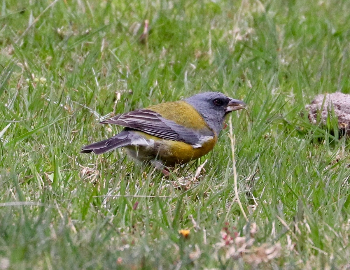 Peruvian Sierra Finch - Karl Overman