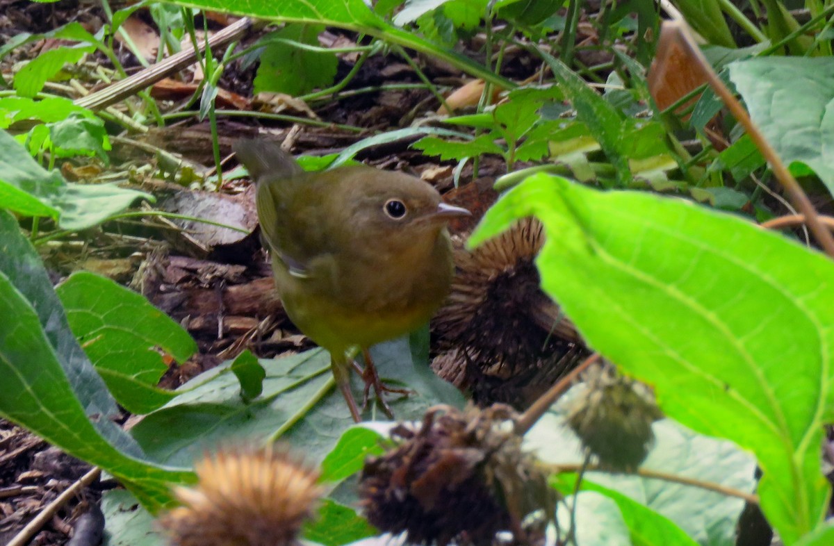 Connecticut Warbler - ML388679561