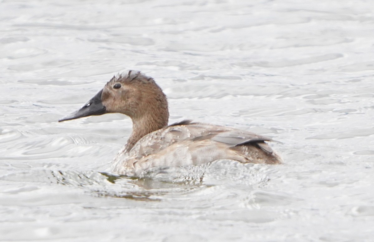 Canvasback - ML388680651