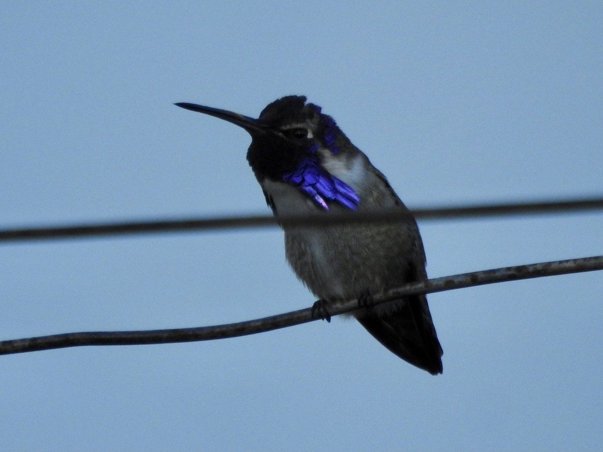 Costa's Hummingbird - Frances Oliver