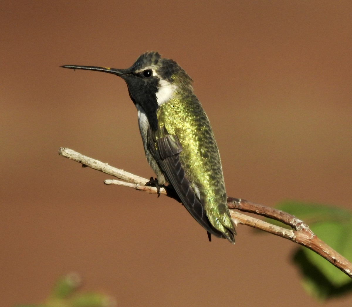 Costa's Hummingbird - Frances Oliver