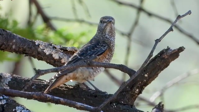 Rufous-tailed Rock-Thrush - ML388680961