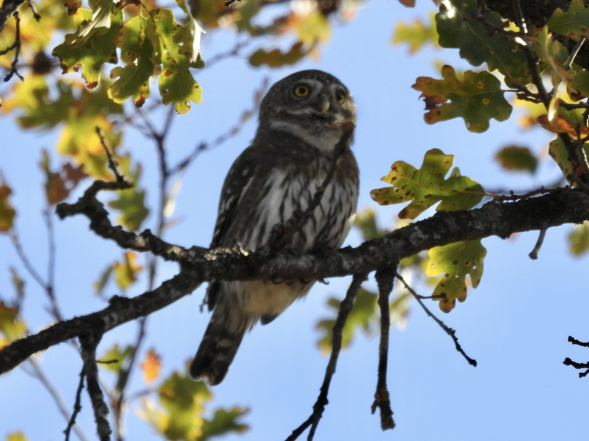 Northern Pygmy-Owl - ML388680981