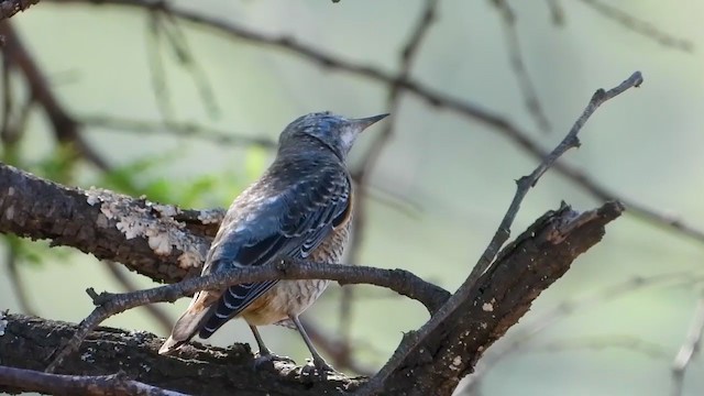 Rufous-tailed Rock-Thrush - ML388681001