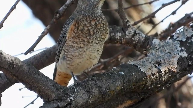 Rufous-tailed Rock-Thrush - ML388681011