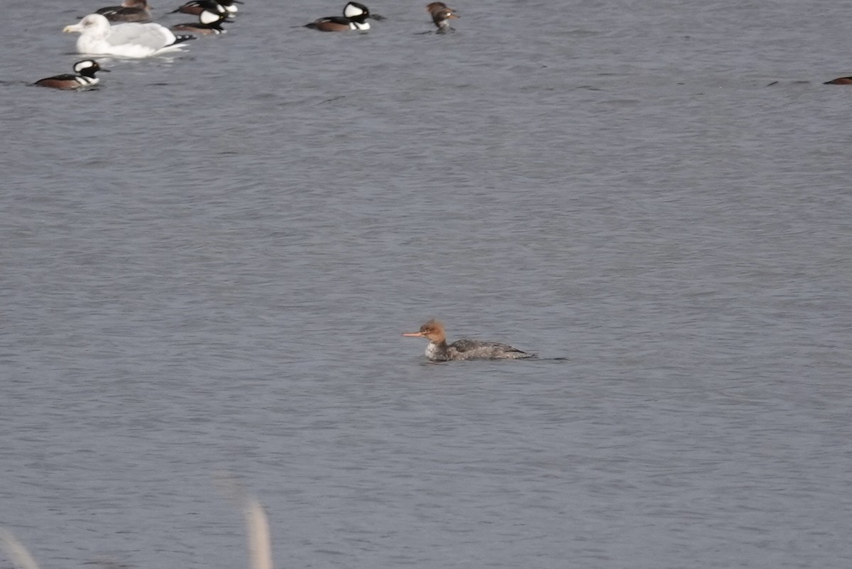 Red-breasted Merganser - Carol Speck