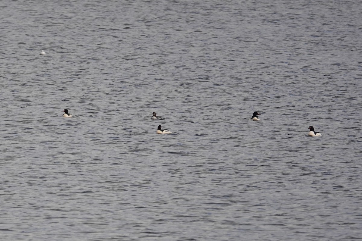 Common Merganser - Carol Speck